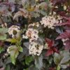 Physocarpus opulifolius 'Diabolo'