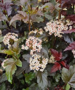 Physocarpus opulifolius 'Diabolo'