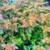 Horpestad Plantesalg * Uteplanter - Busker > Physocarpus Opulifolius Amber Jubilee