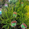 Horpestad Plantesalg * Uteplanter - Vintergrønne > Cryptomeria Japonica Dinger