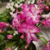 Schlumbergera