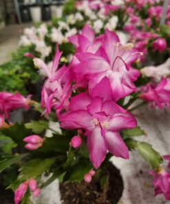 Schlumbergera