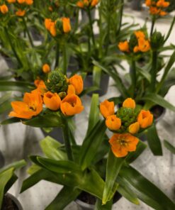 Ornithogalum dubium
