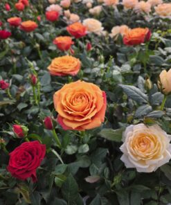 Alternative view of Potterose