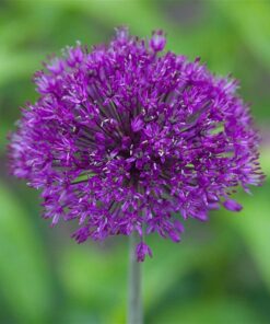 Horpestad Plantesalg * Allium "Purple Sensation" Kirgisløk