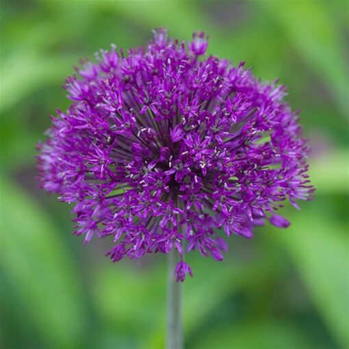 Horpestad Plantesalg * Allium "Purple Sensation" Kirgisløk