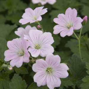 Nettbutikk Side 15 av 25 Butikk og Hagesenter Geranium Rozanne Storkenebb Butikk og Hagesenter