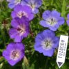 Horpestad Plantesalg * Geranium "Rozanne" Storkenebb