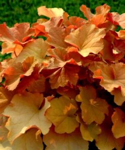 Horpestad Plantesalg * Heuchera "Caramel" Alunrot