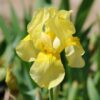 Horpestad Plantesalg * Iris Germanica "Sangrial" Haveiris