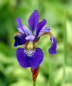 Horpestad Plantesalg * Iris Sibirica "Blue King" Sibirisk Iris