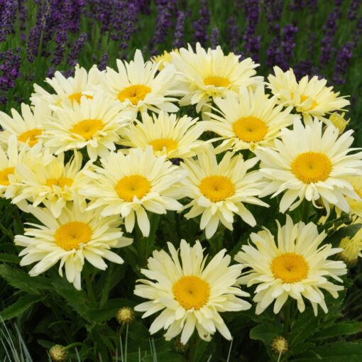 Horpestad Plantesalg * Leucanthemum "Banana Cream" Kjempekrage