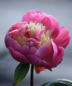 Horpestad Plantesalg * Paeonia lac. "Bowl of Beauty" Silkepion