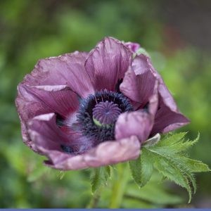 Geranium Rozanne Storkenebb Butikk og Hagesenter Geranium Rozanne Storkenebb Butikk og Hagesenter