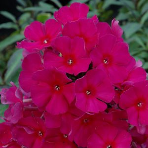 Geranium Rozanne Storkenebb Butikk og Hagesenter Geranium Rozanne Storkenebb Butikk og Hagesenter