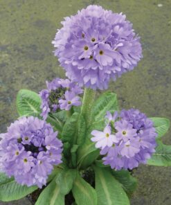 Horpestad Plantesalg * Primula Denticulata "Prom Lilac" Kulenøkleblom