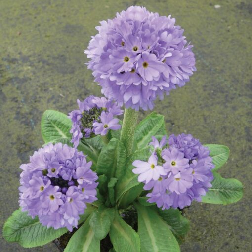 Horpestad Plantesalg * Primula Denticulata "Prom Lilac" Kulenøkleblom