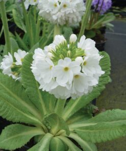 Horpestad Plantesalg * Primula Denticulata "Prom White" Kulenøkleblom