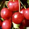 Horpestad Plantesalg * Prunus Avium "Sunburst" Kirsebær "Sunburst"