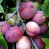 Horpestad Plantesalg * Prunus Domestica "Opal" Plomme