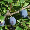 Horpestad Plantesalg * Prunus Domestica "Tophit" Plomme