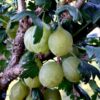 Horpestad Plantesalg * Ribes uva cri. "Gul Hinnonmäki" Gul Stikkelsbær