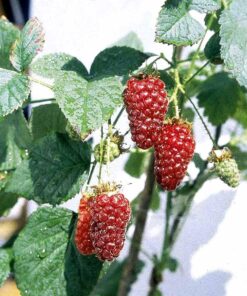Horpestad Plantesalg * Rubus frut. "Buckingham Tayberry " Torneløs Bjørnebær