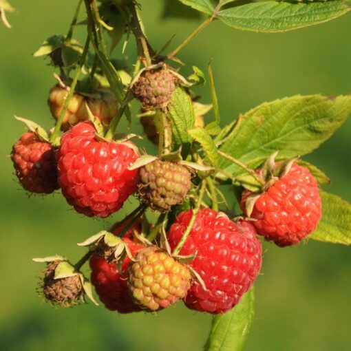 Horpestad Plantesalg * Rubus frut. "Mormors Hallon" Sommer Bringebær
