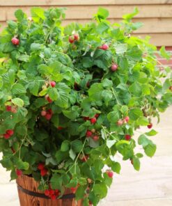Horpestad Plantesalg * Rubus frut. "Ruby Beauty" Kompakt Sommer Bringebær