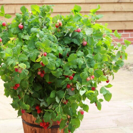 Horpestad Plantesalg * Rubus frut. "Ruby Beauty" Kompakt Sommer Bringebær