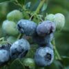 Horpestad Plantesalg * Vaccinium "Darrow" Storfruktet Blåbær
