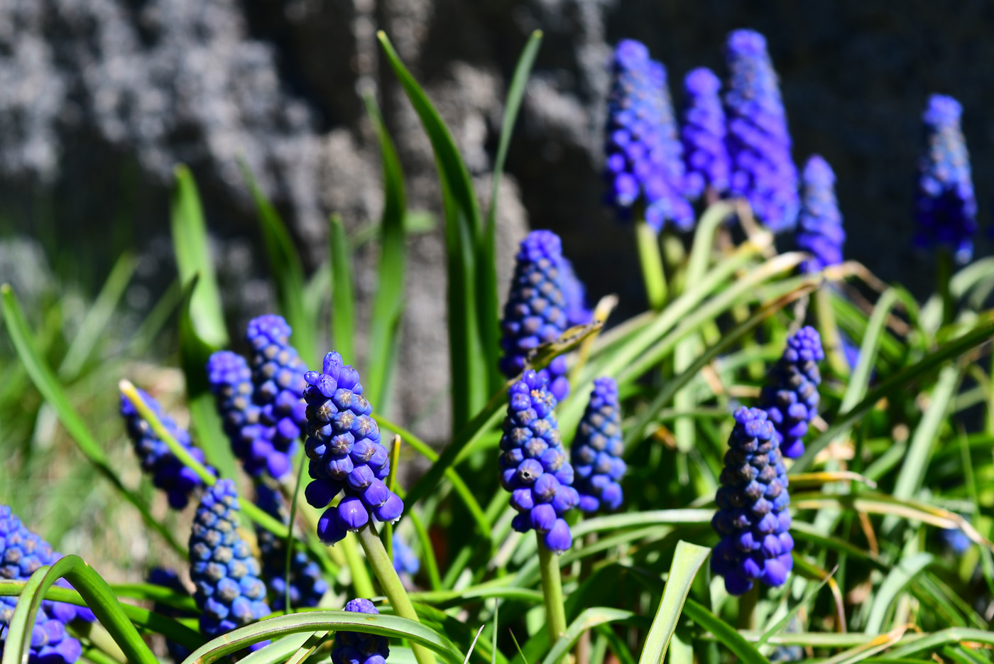 Horpestad Plantesalg * Vårblomster - Perleblomster