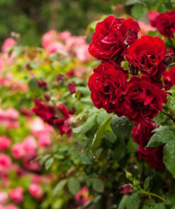 Horpestad Plantesalg * Hageroser - Rosebusker