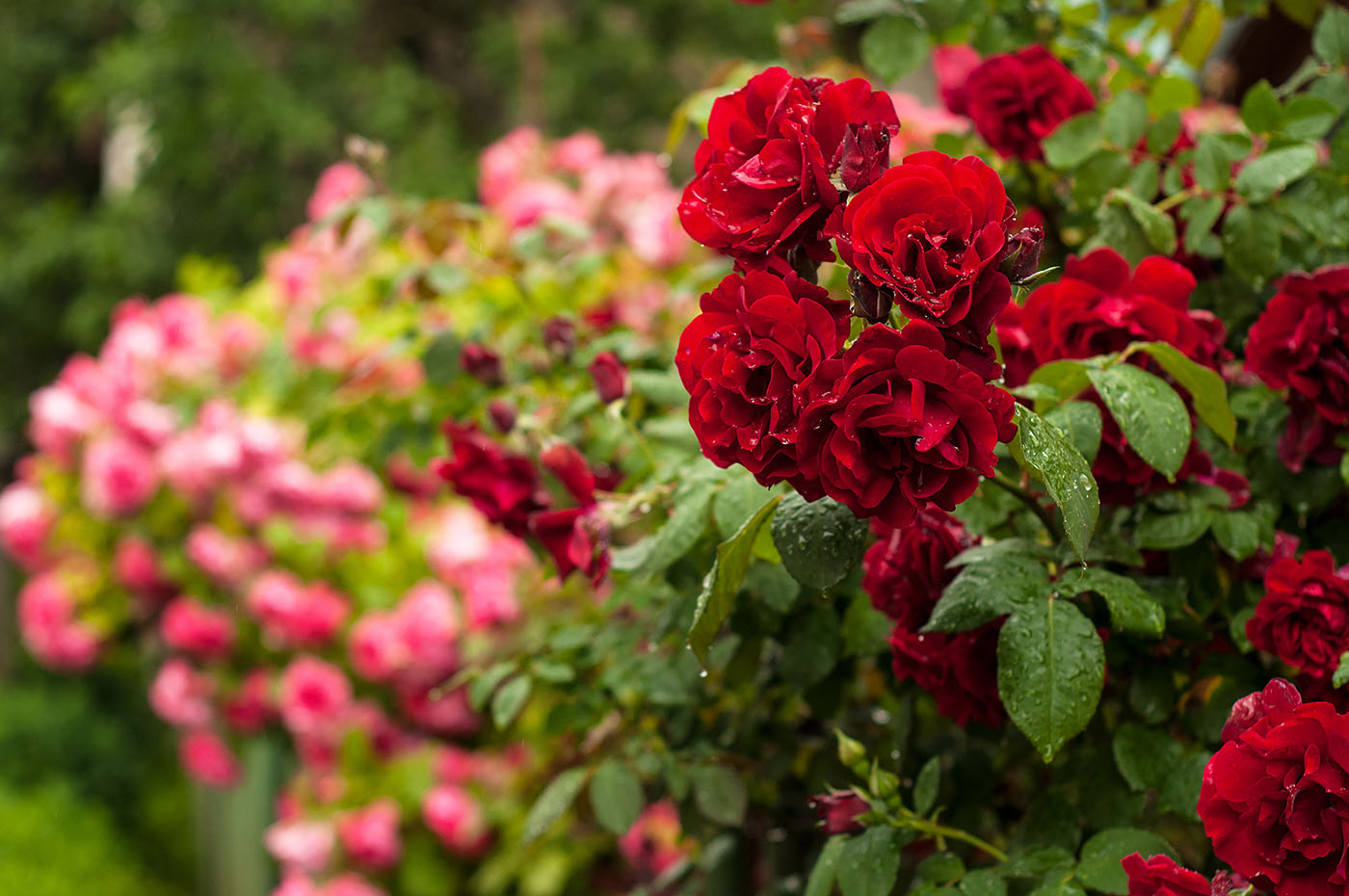Horpestad Plantesalg * Hageroser - Rosebusker