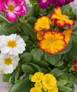 Alternative view of Primula