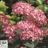 Horpestad-plantesalg*HYDRANGEA-RUBY ANNABELLE