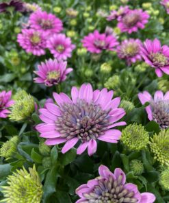 Alternative view of Spansk margeritt