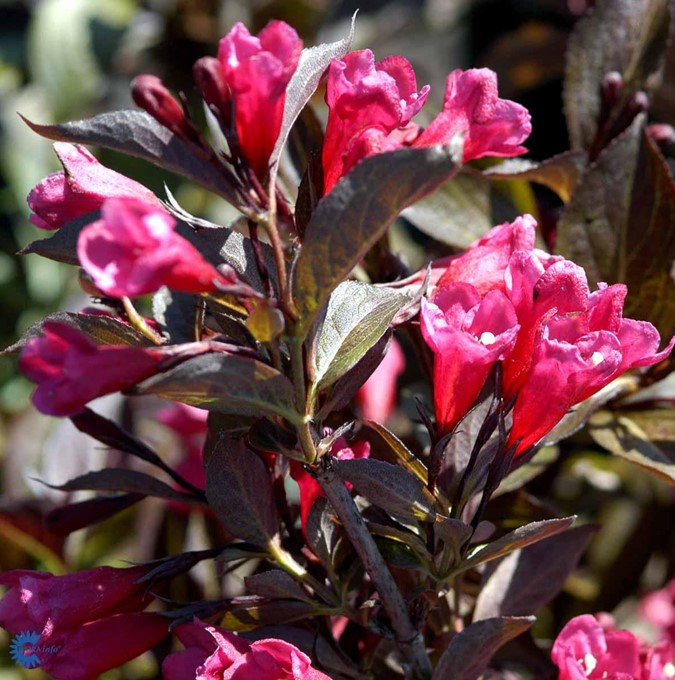 horpestad-plantesalg*prydbusk-wigela-alexanra
