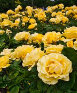 horpestad-plantesalg*gule potteroser