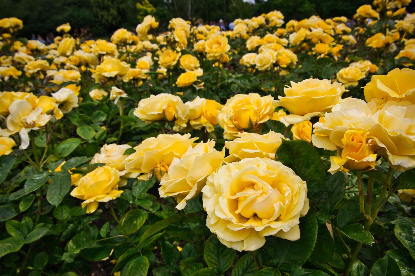 horpestad-plantesalg*gule potteroser