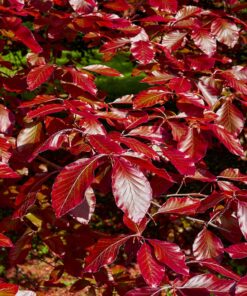horpestad-plantesalg-blodbøk