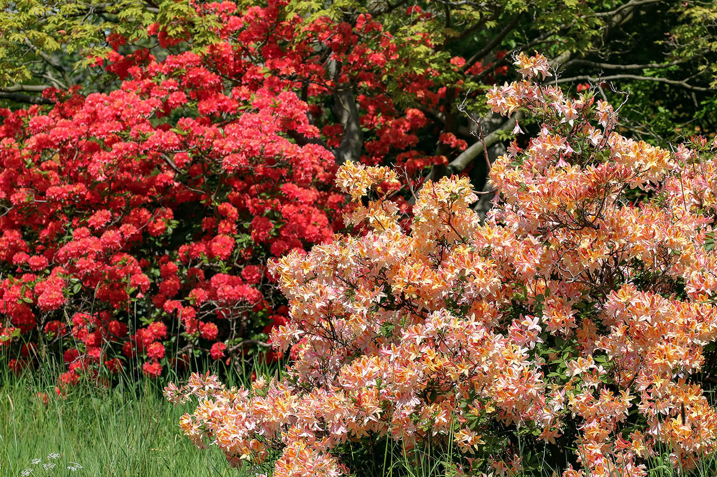 horpestad-plantesalg-rhododendron.jpg