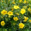 horpestad-plantesalg-potentilla