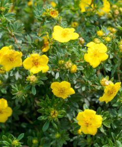 horpestad-plantesalg-potentilla