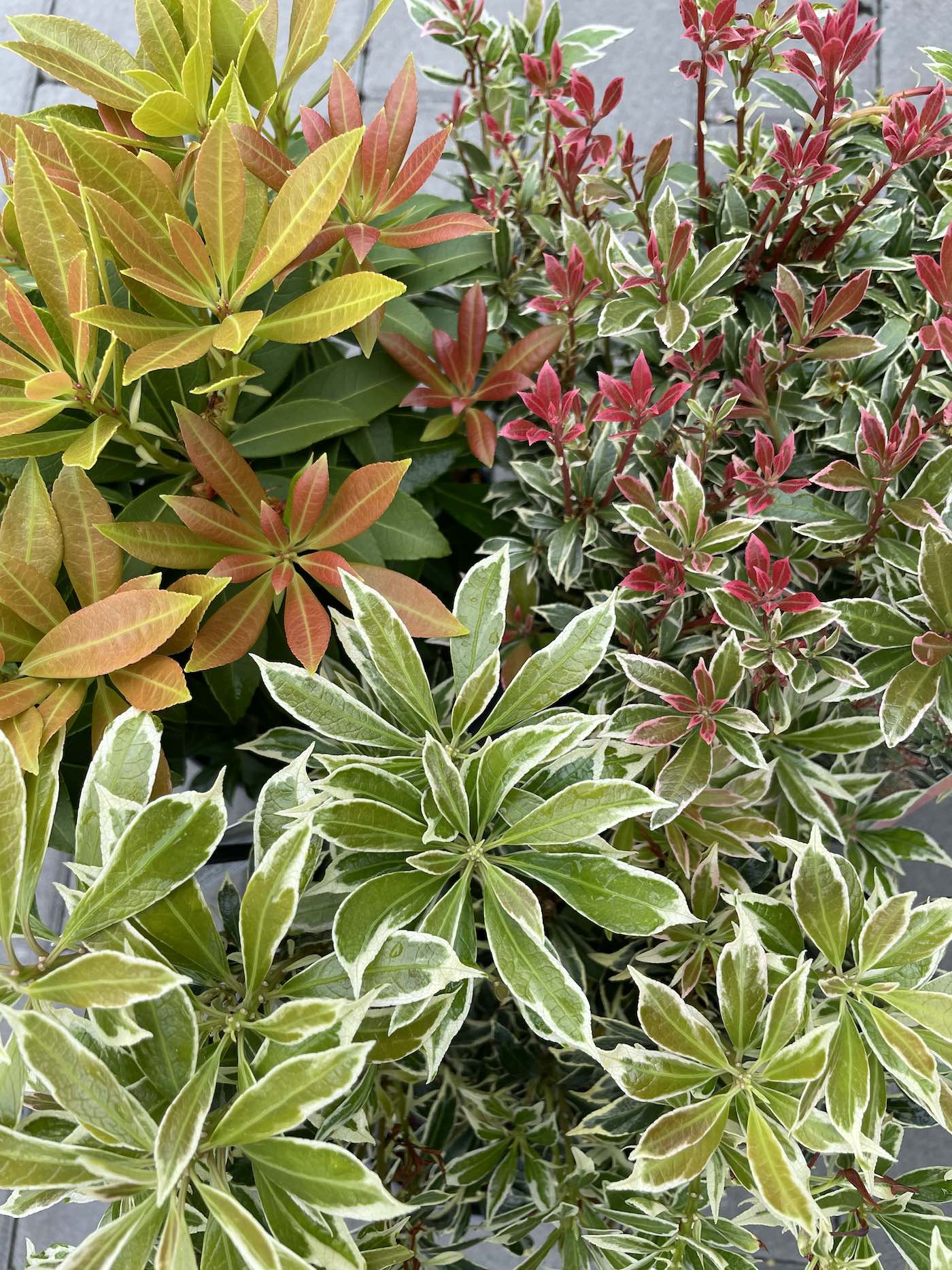Horpestad-plantesalg-pieris