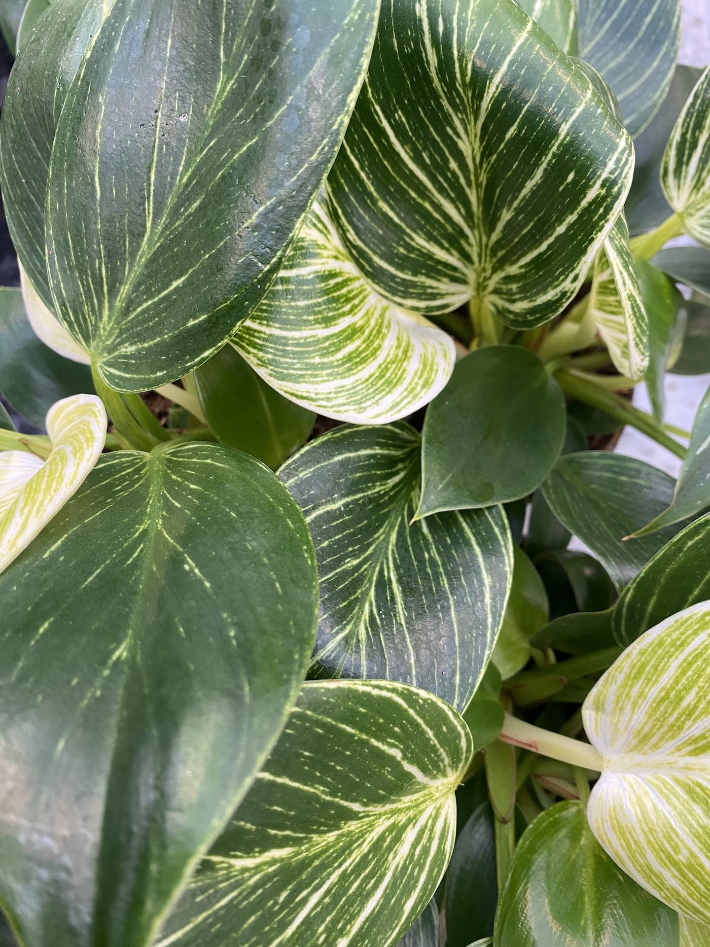 Horpestad-plantesalg-grønne-stueplanter-3
