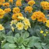Horpestad-plantesalg-primula