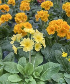 Horpestad-plantesalg-primula