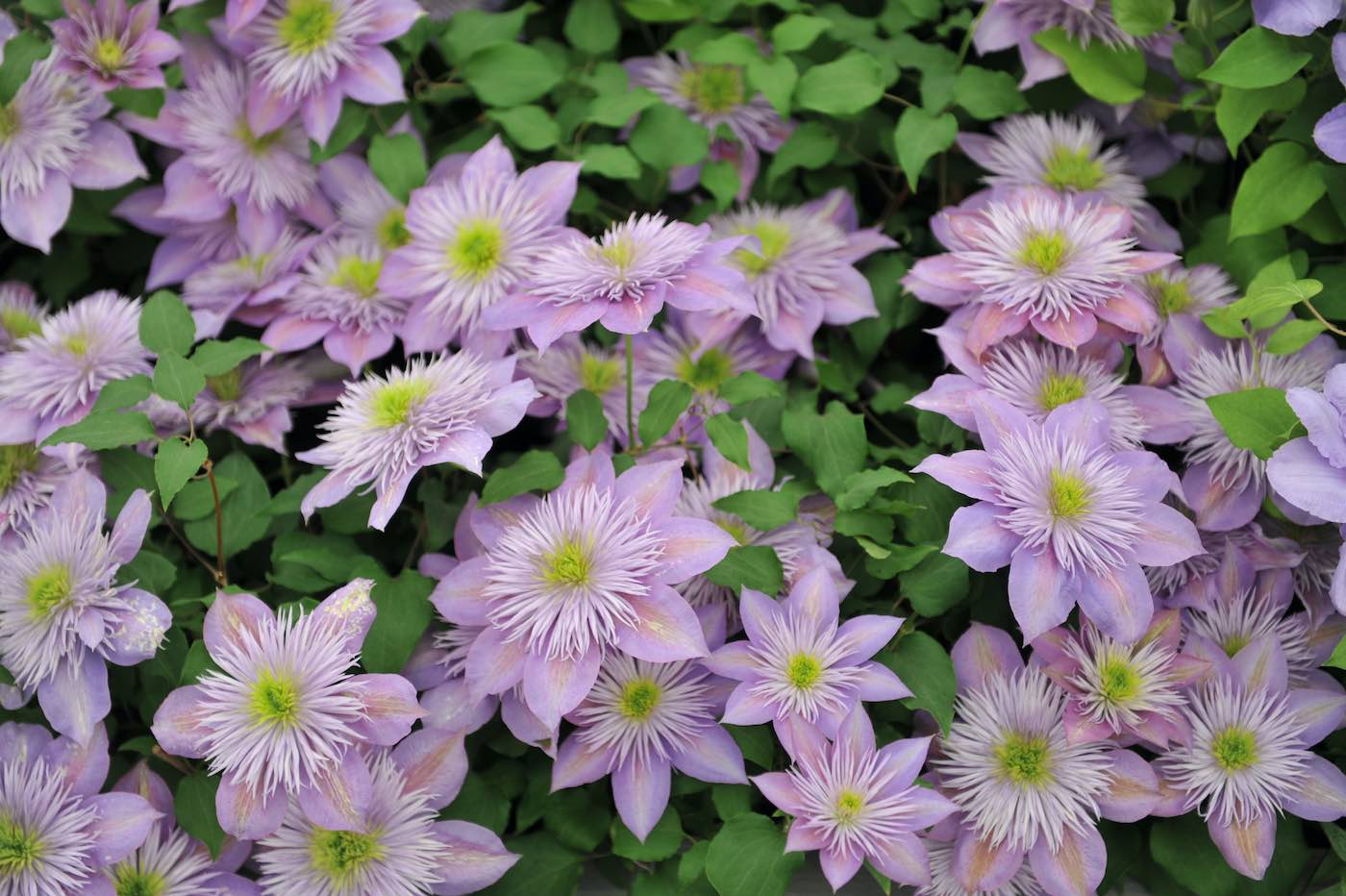 horpestad-plantesalg-clematis