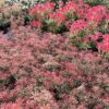horpestad-plantesalg-pieris